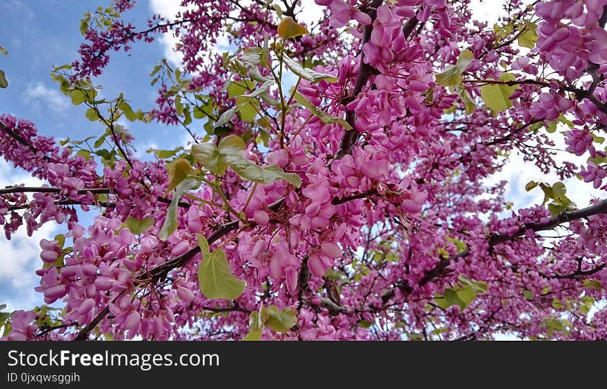 Pink, Blossom, Plant, Branch