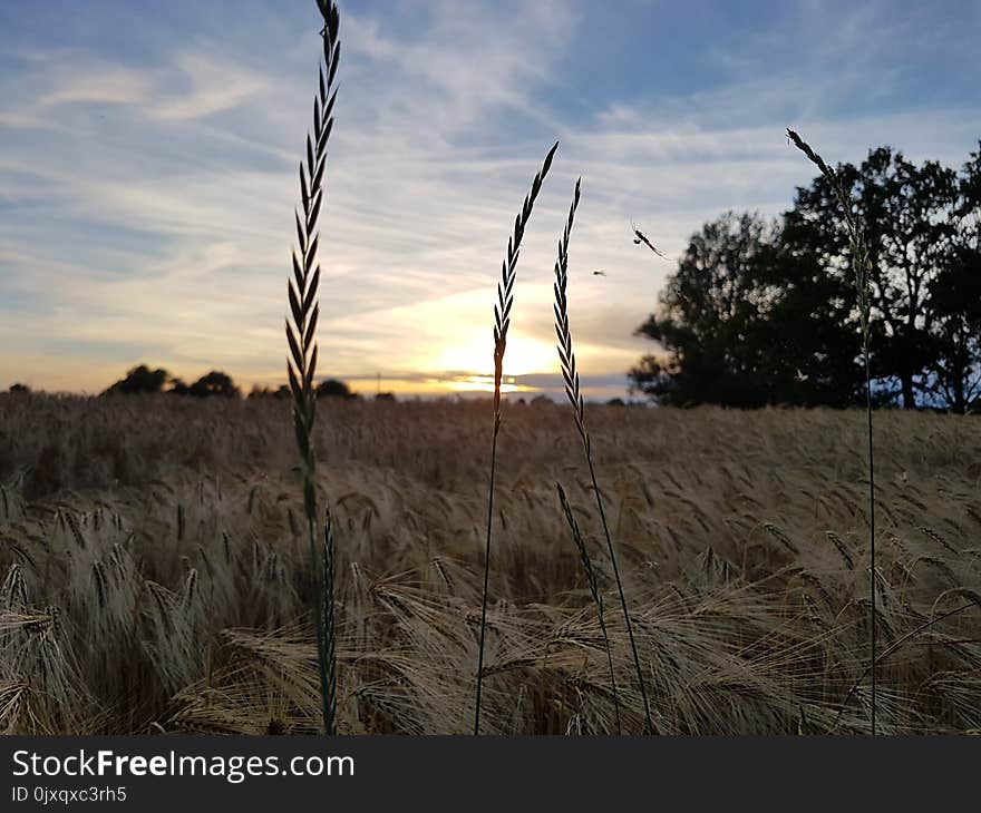 Sky, Ecosystem, Field, Grass Family