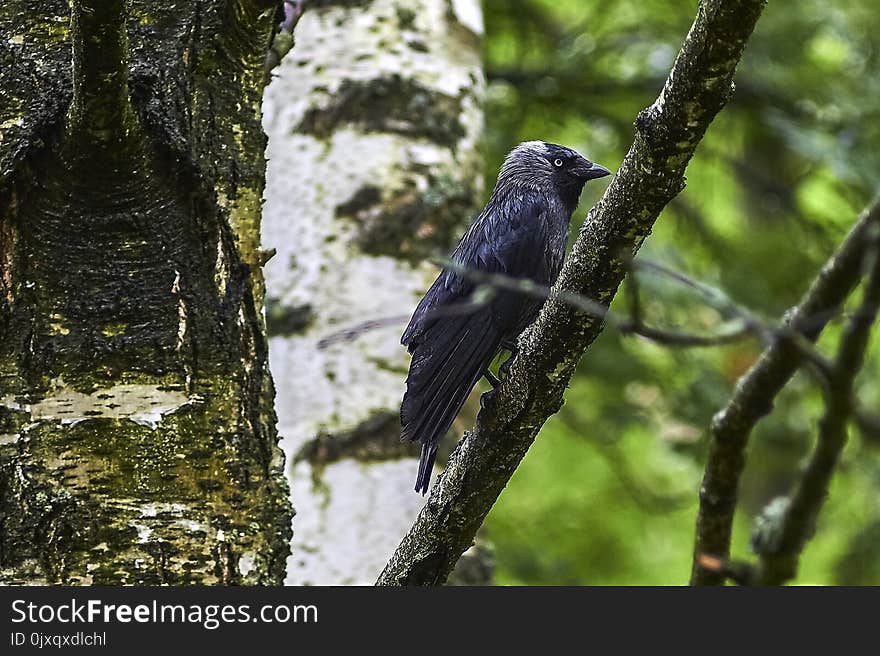 Fauna, Bird, Tree, Beak