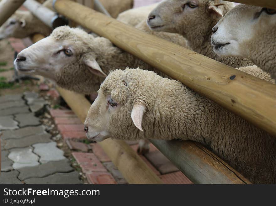 Sheep, Cow Goat Family, Livestock, Snout