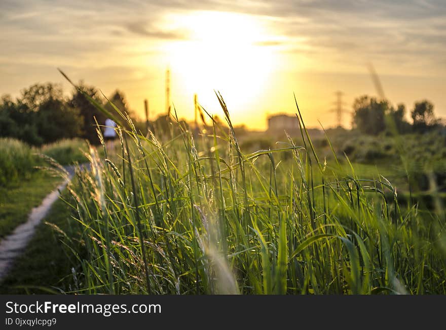 Water, Grass, Sky, Field