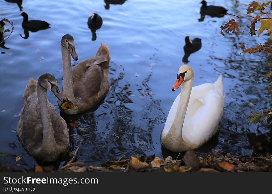 Bird, Water Bird, Duck, Ducks Geese And Swans