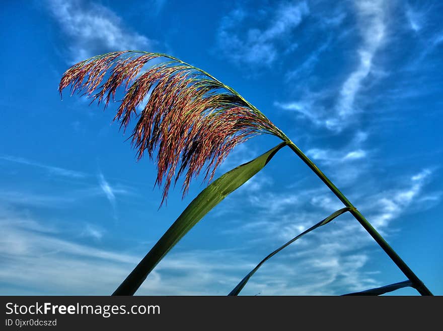 Sky, Leaf, Cloud, Grass Family