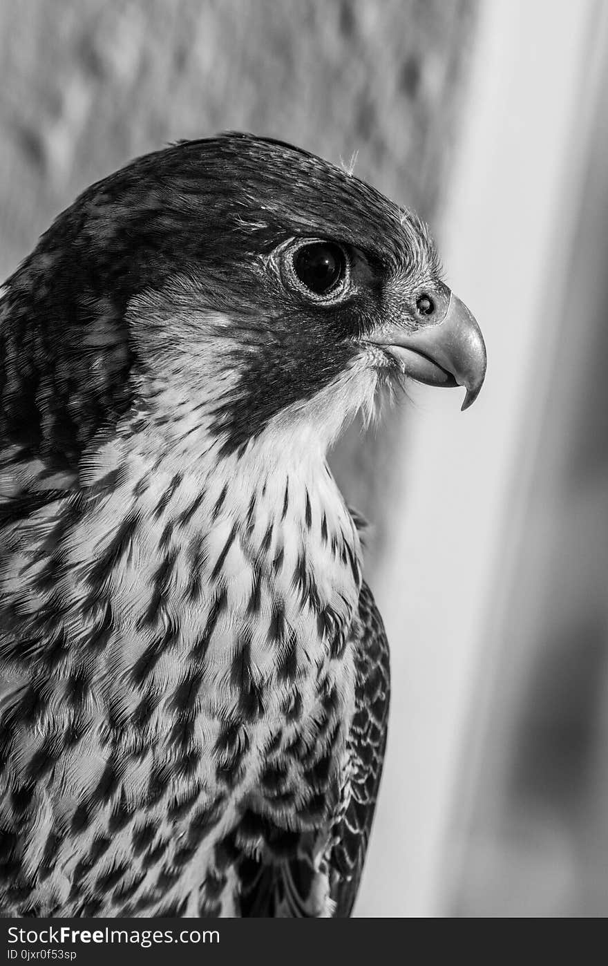 Beak, Black And White, Falcon, Fauna