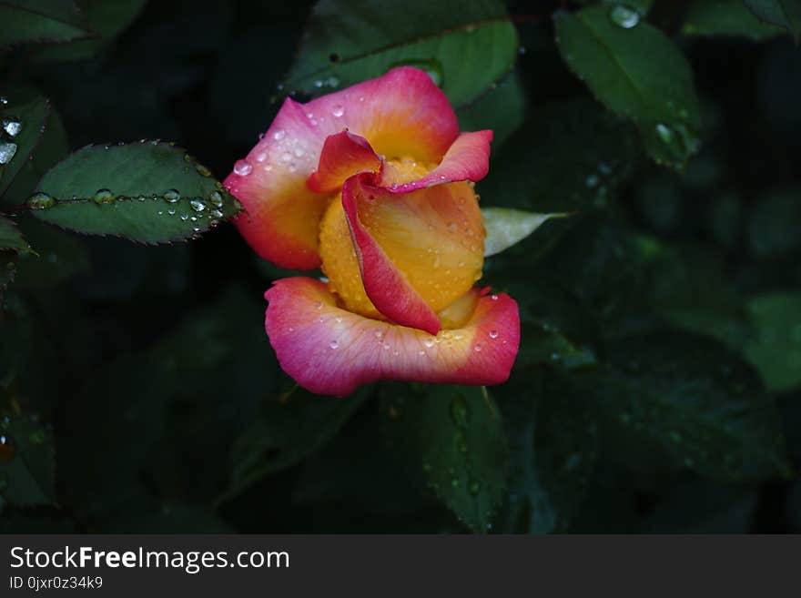 Flower, Rose Family, Flora, Plant