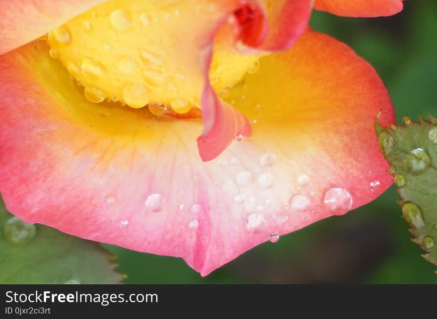 Flower, Pink, Flora, Close Up