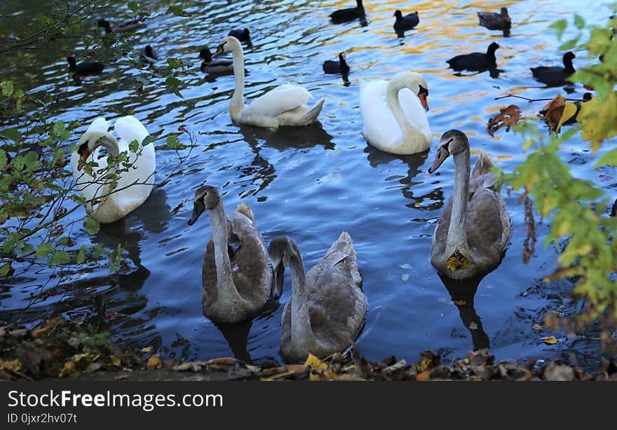 Bird, Water, Water Bird, Fauna