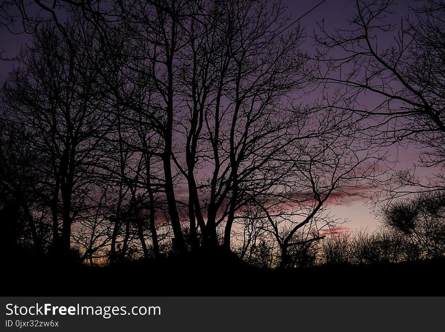 Sky, Tree, Nature, Branch