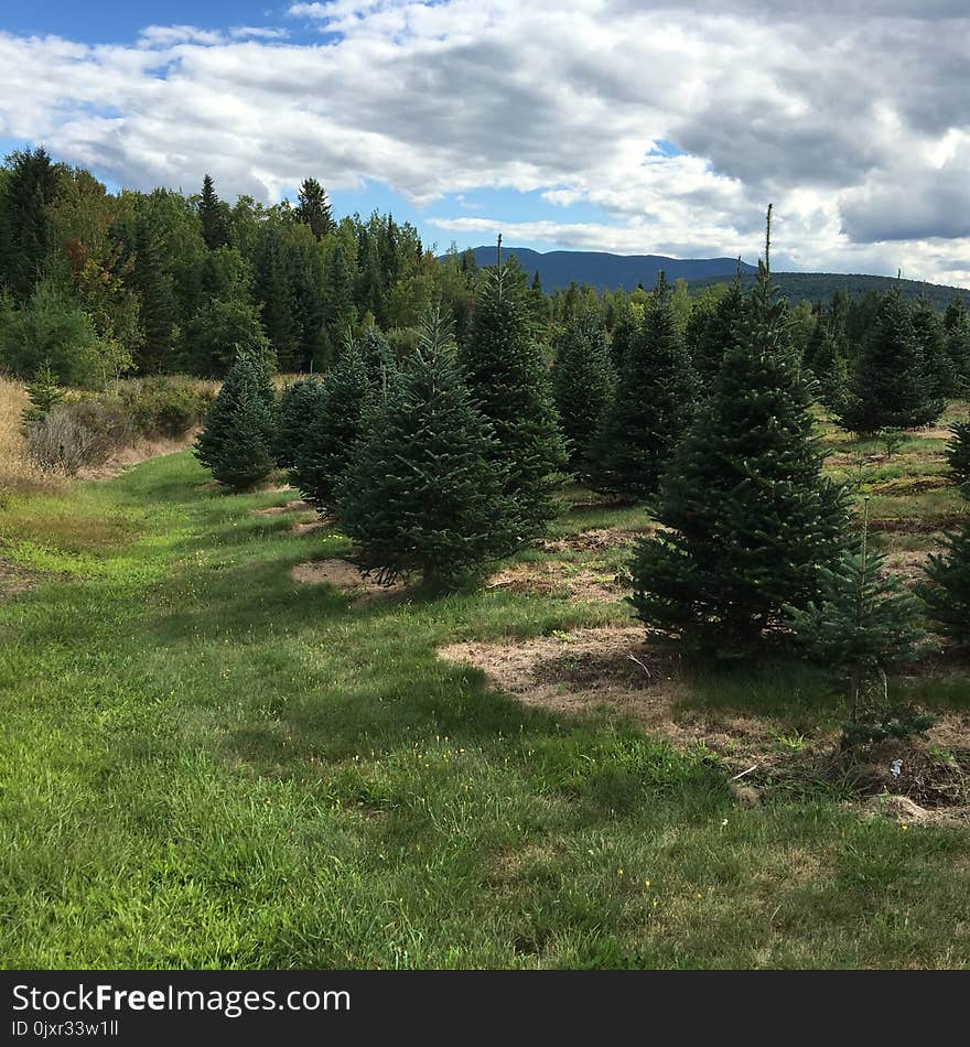 Ecosystem, Tree, Vegetation, Nature Reserve