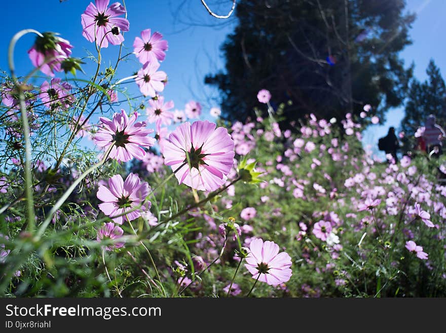 Flower, Plant, Flowering Plant, Flora