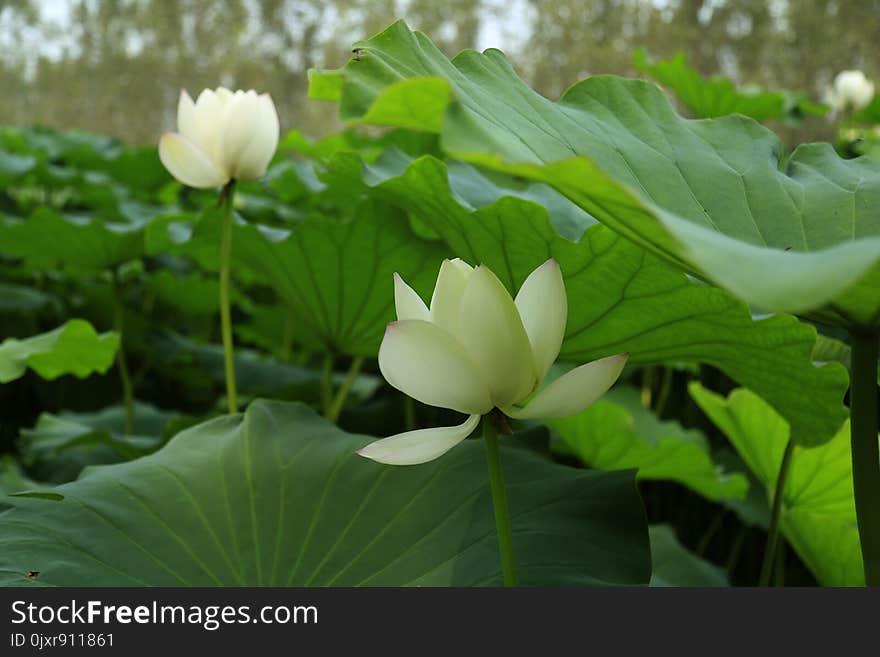 Flower, Plant, Lotus, Sacred Lotus