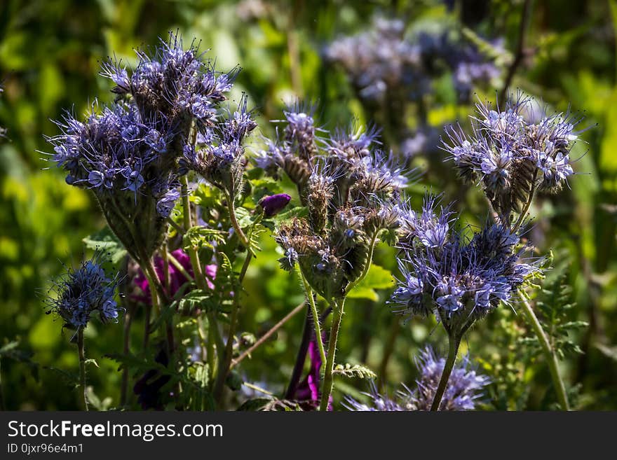 Plant, Flora, Flower, Grass