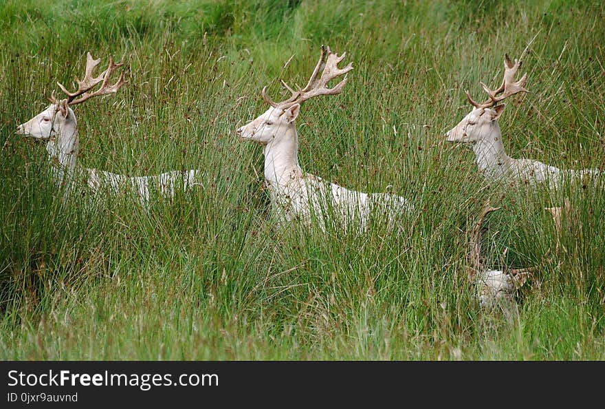 Deer, Wildlife, Ecosystem, Mammal