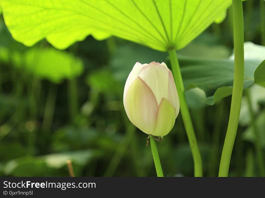 Flower, Lotus, Sacred Lotus, Leaf