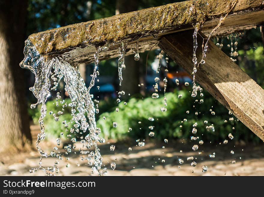 Water, Tree, Plant, Wood