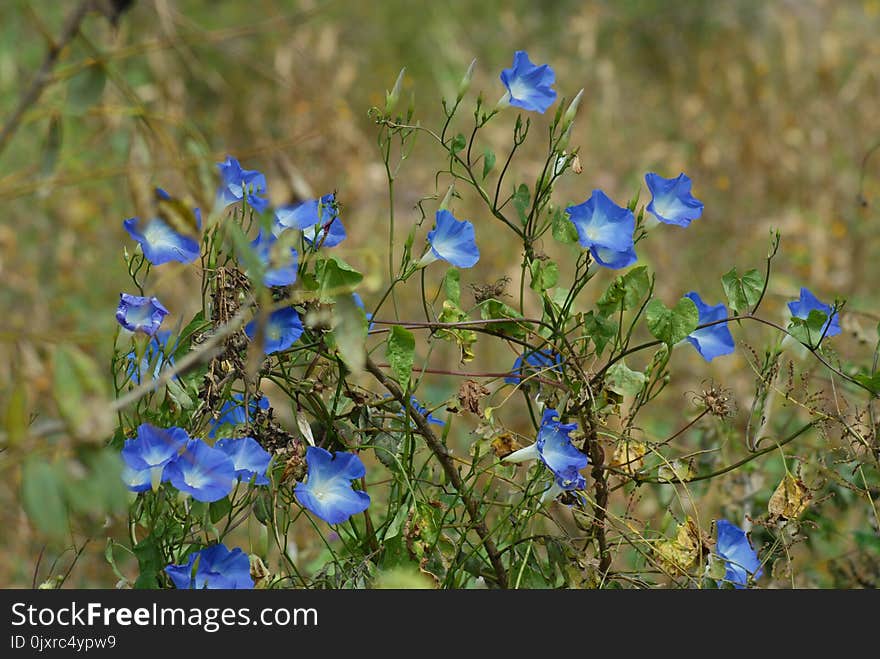 Blue, Plant, Flora, Flower