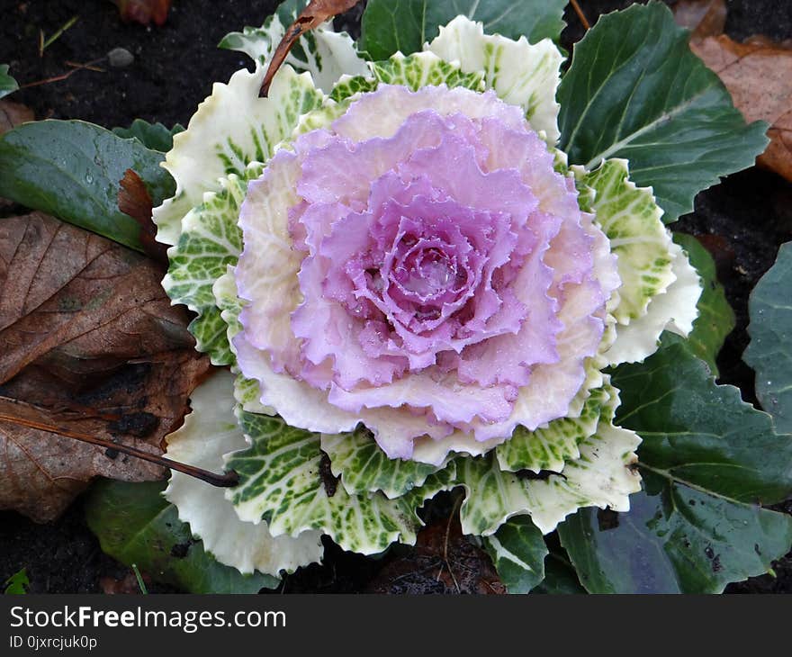 Flower, Cabbage, Annual Plant, Plant