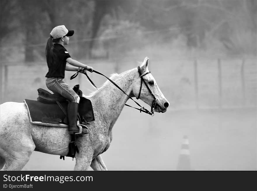 Horse, Rein, Black And White, Bridle