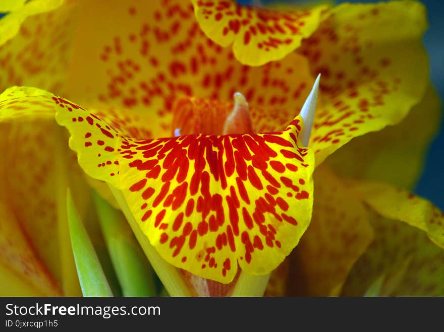 Flower, Yellow, Flora, Close Up