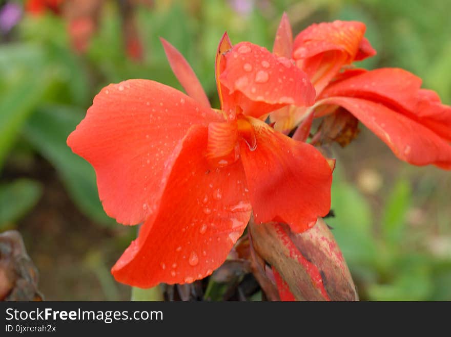 Flower, Plant, Canna Family, Flora