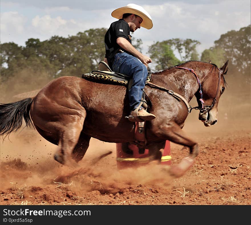 Rein, Horse, Bridle, Horse Tack