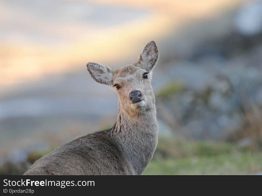 Wildlife, Deer, Fauna, Mammal