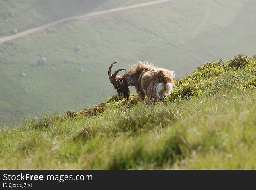 Wildlife, Fauna, Grass, Grassland