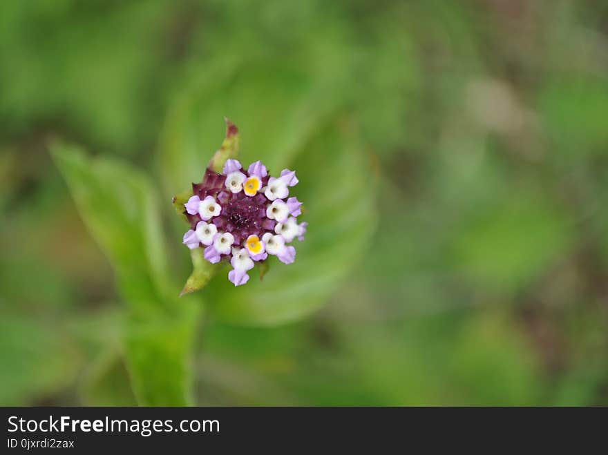 Flower, Flora, Wildflower, Flowering Plant