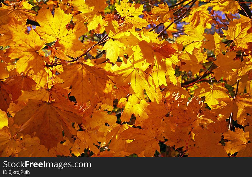 Yellow, Autumn, Leaf, Deciduous