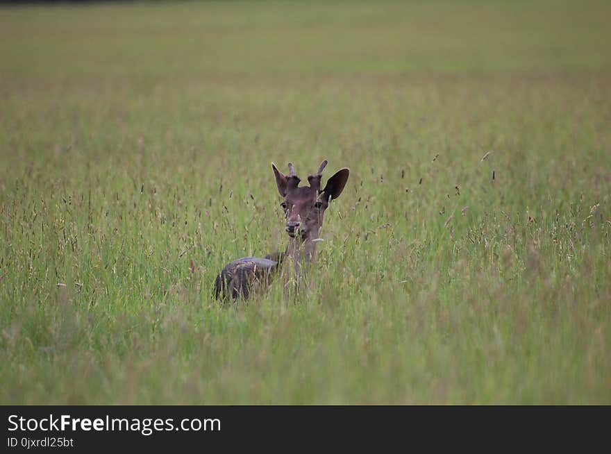 Wildlife, Grassland, Fauna, Ecosystem