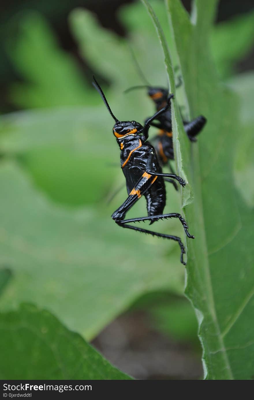 Insect, Pest, Invertebrate, Membrane Winged Insect