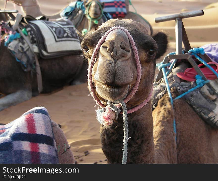 Camel, Camel Like Mammal, Snout, Livestock