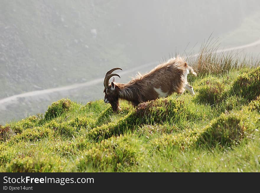 Fauna, Goats, Wildlife, Feral Goat