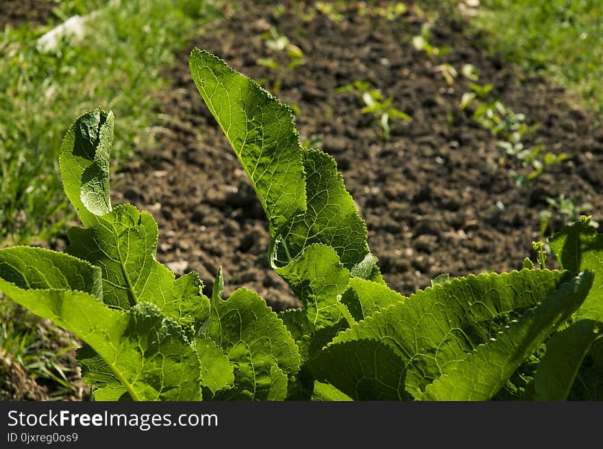 Plant, Leaf, Vegetation, Grass