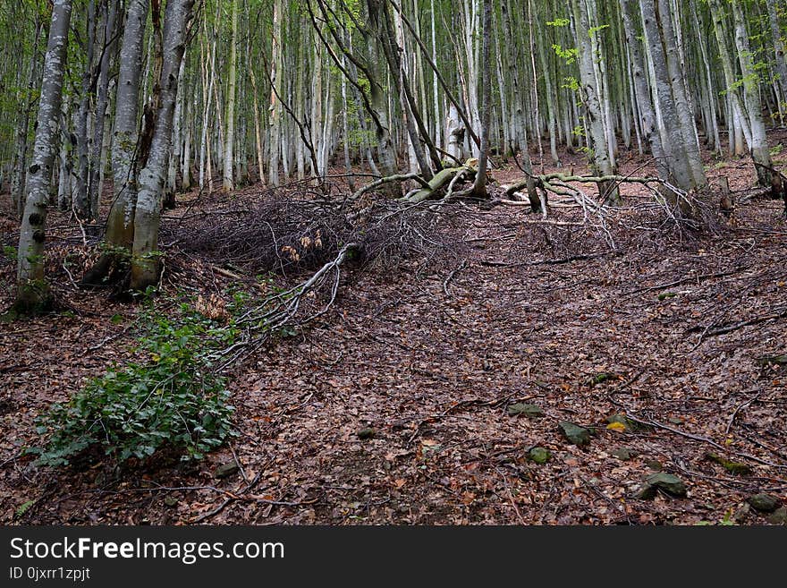 Woodland, Ecosystem, Forest, Nature Reserve