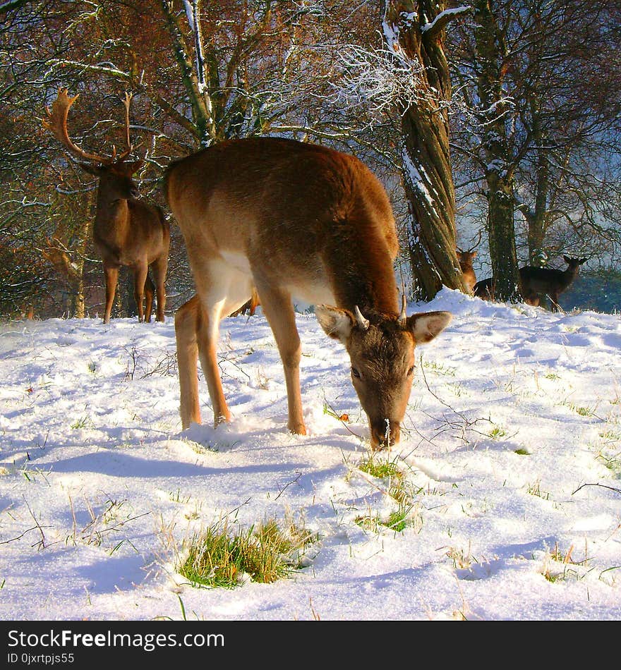 Wildlife, Snow, Fauna, Deer