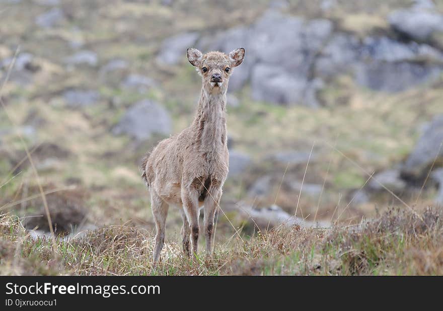 Wildlife, Terrestrial Animal, Fauna, Mammal