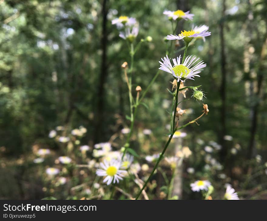 Flower, Plant, Flora, Aster