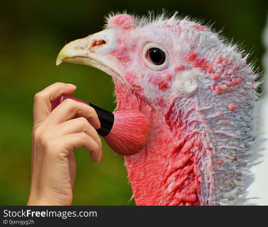 Beak, Domesticated Turkey, Galliformes, Close Up