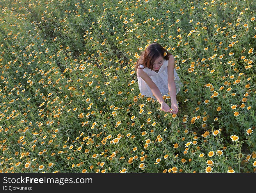 Flower, Field, Plant, Grass