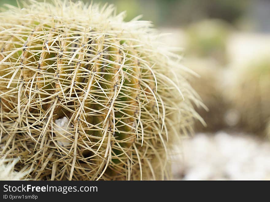 Cactus, Plant, Thorns Spines And Prickles, Flowering Plant