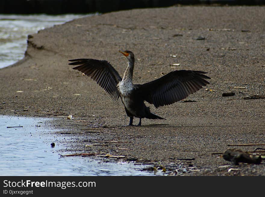 Bird, Fauna, Beak, Water Bird