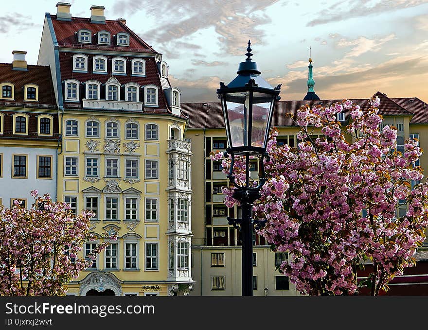 Town, Landmark, City, Flower