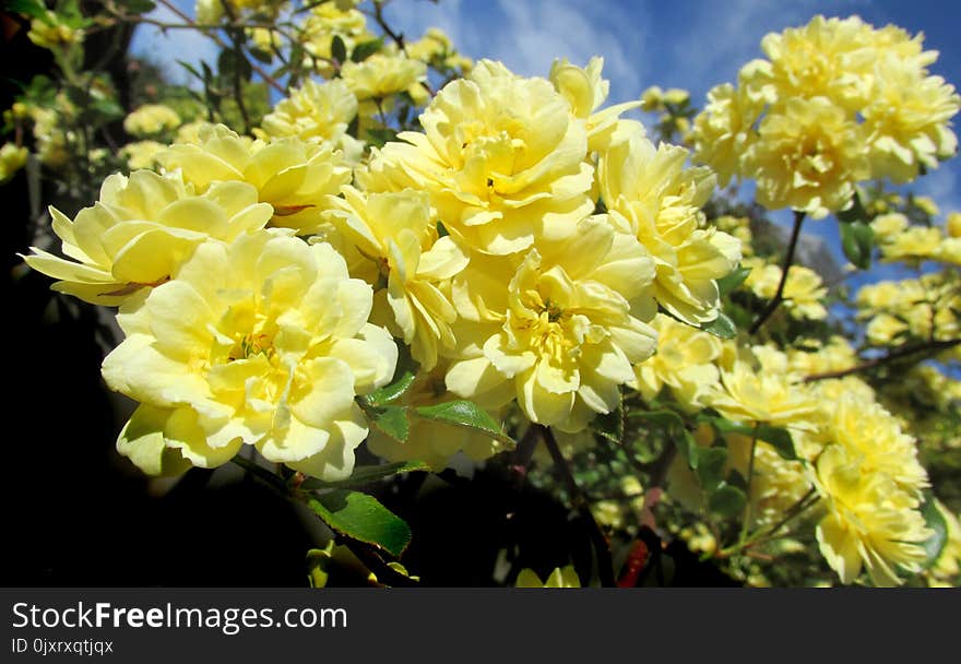 Flower, Yellow, Rose Family, Flowering Plant