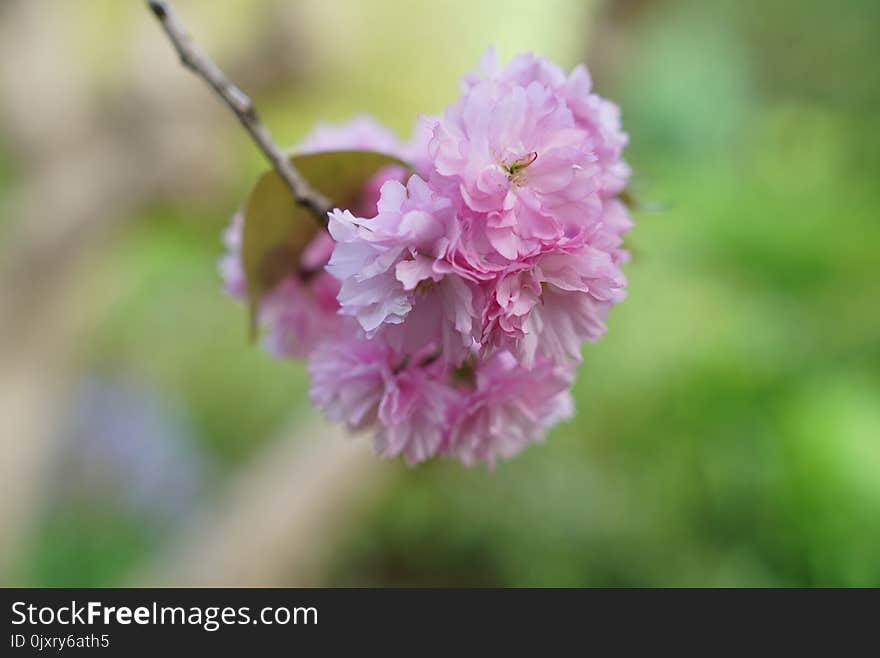 Flower, Pink, Blossom, Spring