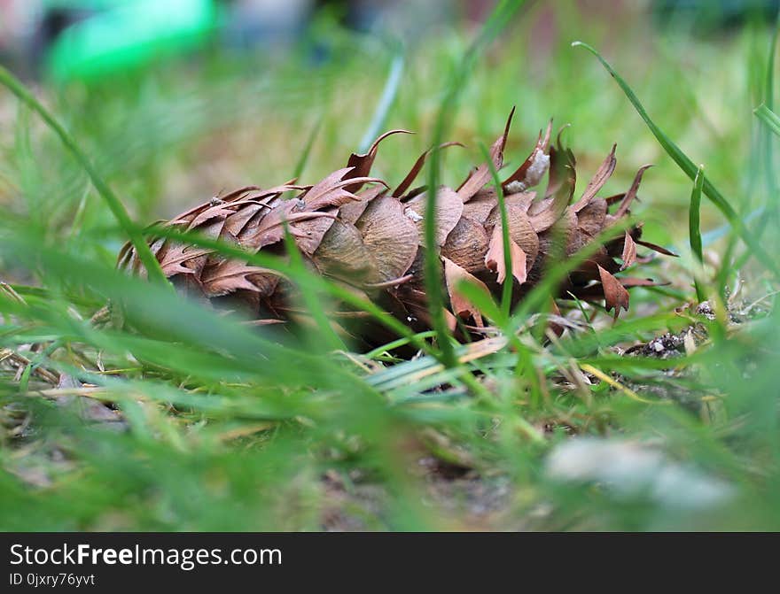 Leaf, Grass, Plant, Grass Family