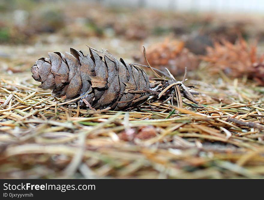 Conifer Cone, Terrestrial Animal, Grass, Tree