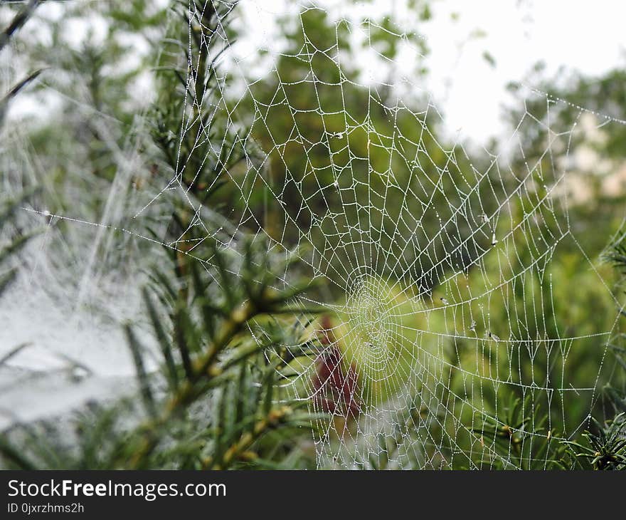 Spider Web, Vegetation, Flora, Leaf