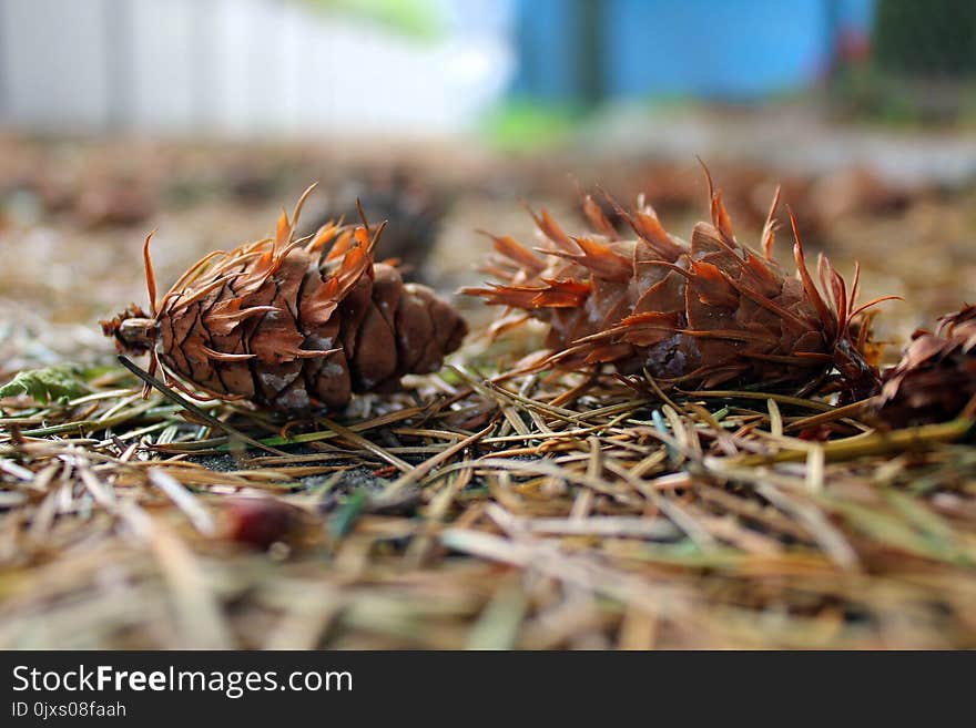 Tree, Conifer Cone