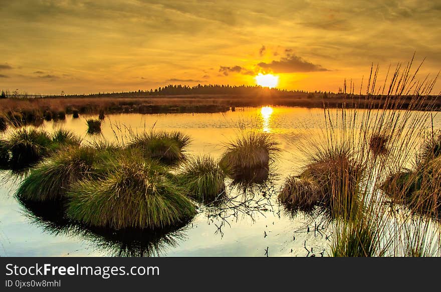 Wetland, Reflection, Marsh, Ecosystem